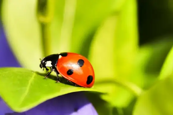 nature picture ladybug leaf closeup