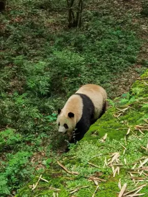 nature picture panda walking forest scene 