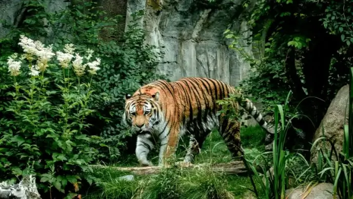 nature picture walking tiger scene 