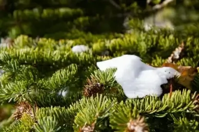 nature pine snow