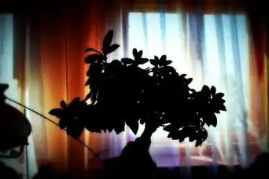 nature probablement morte