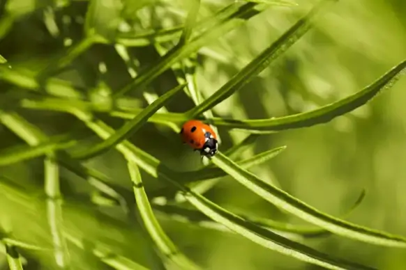 nature scene backdrop picture ladybug leaf closeup 
