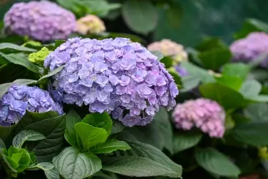 nature scene picture backdrop elgant closeup Hydrangea leaves
