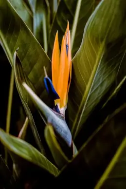 nature scene picture  Bird of paradise flower leaves closeup 