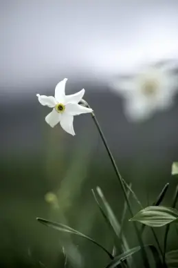 nature scene picture blooming Daffodil petal leaves