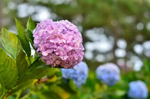 nature scene picture blooming hydrangea flowers closeup 