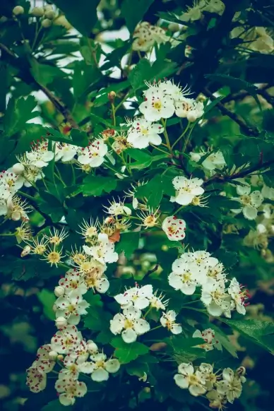 nature scene picture blooming jasmine flowers leaves