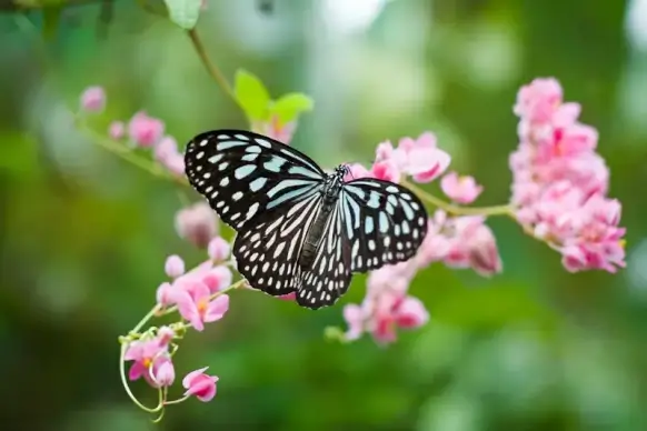 nature scene picture closeup perching butterfly flowers