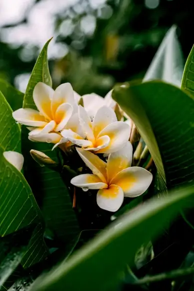 nature scene picture contrast plumeria blossom closeup scene