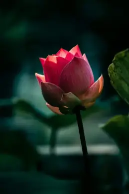 nature scene picture dark contrast elegance