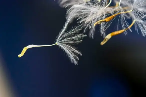 nature scene picture dynamic flying dandelion pistils