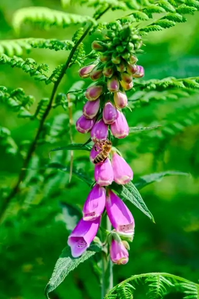 nature scene picture elegant blooming Foxglove flowers honeybee closeup