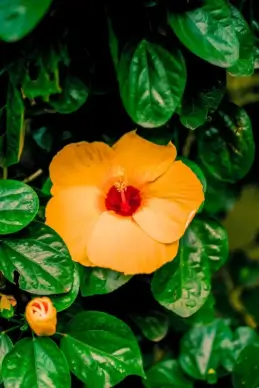 nature scene picture elegant blooming hibiscus leaves closeup