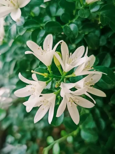 nature scene picture elegant blooming jasmine flowers leaves