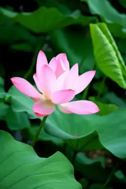 nature scene picture elegant closeup