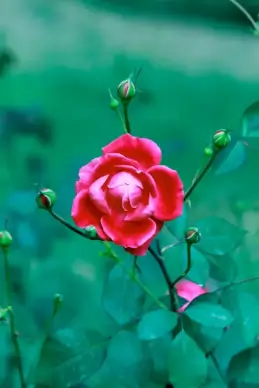 nature scene picture elegant closeup blooming roses leaves