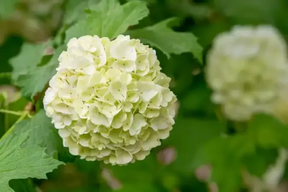 nature scene picture elegant closeup blurred