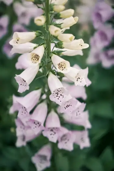nature scene picture elegant closeup Foxglove blossom