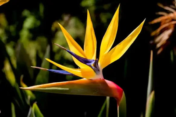 nature scene picture elegant contrast bird of paradise flower closeup 