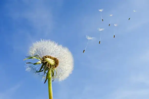 nature scene picture flying dandelion flowers