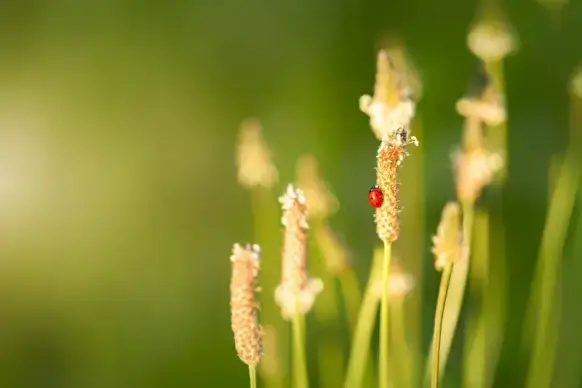 nature scene picture ladybug perching flower closeup 