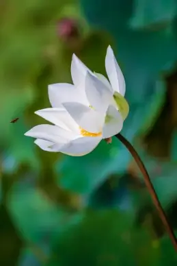 nature scene picture lotus petal bee closeup 