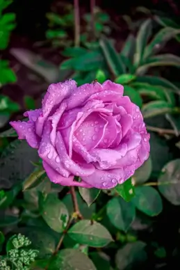 nature scene picture wet rose closeup