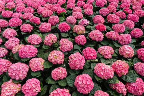 nature scenery picture backdrop hydrangea blossom scene