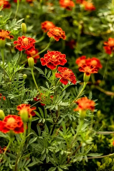 nature scenery picture blooming flowers