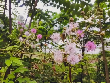 nature scenery picture blooming Mimosa flowers scene