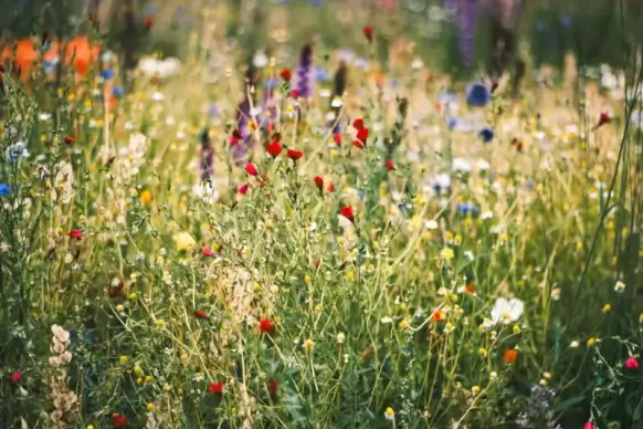 nature scenery picture elegant bright blooming flowers