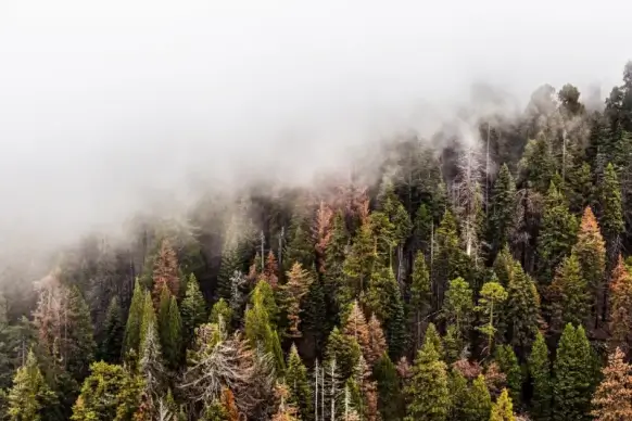 nature scenery picture elegant bright foggy pine forest