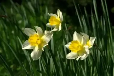 nature spring flower