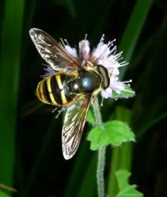 nectar