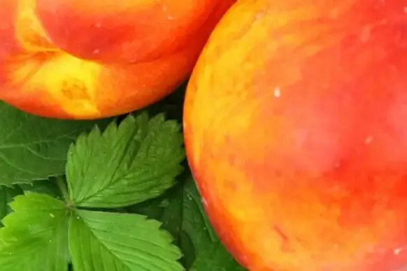 nectarine