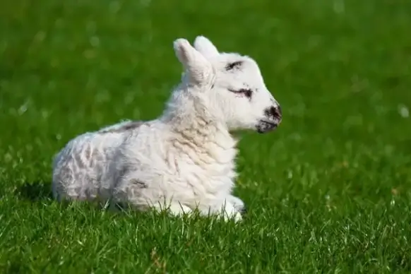 new born lamb