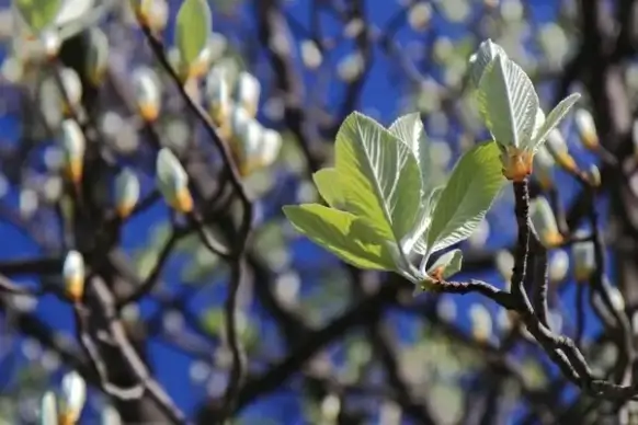 new fresh leaves