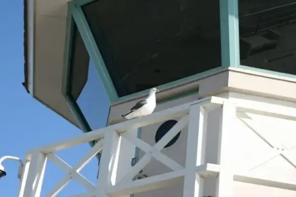 new lifeguard on duty