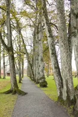 norway trees grass