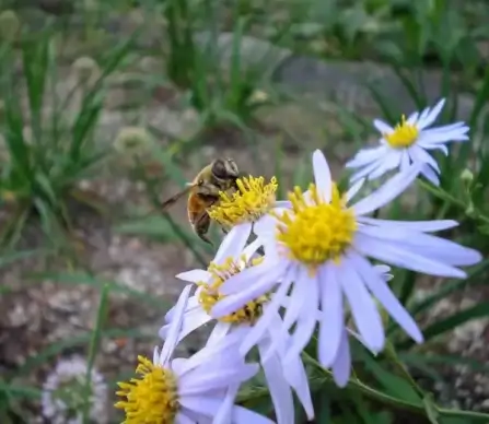 not a bee