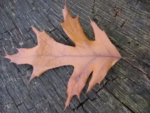 oak leaf