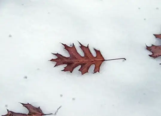 oak leaves