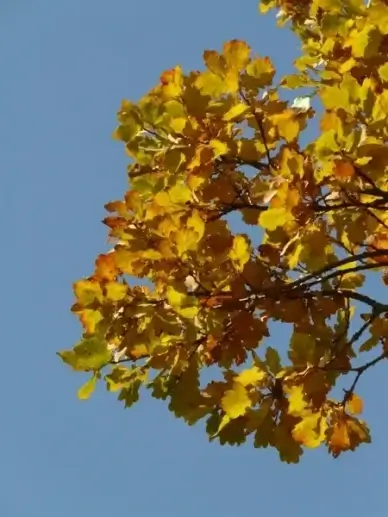 oak leaves oak quercus