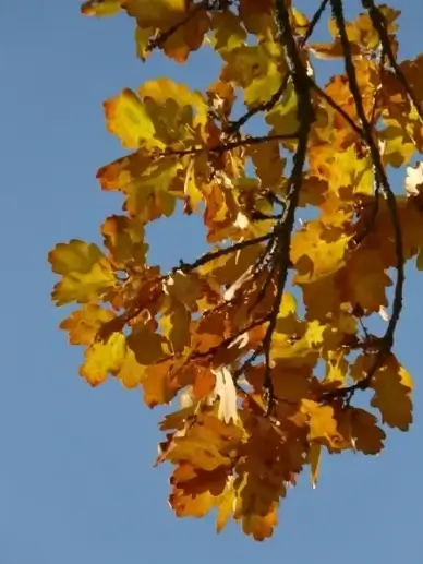 oak leaves oak quercus