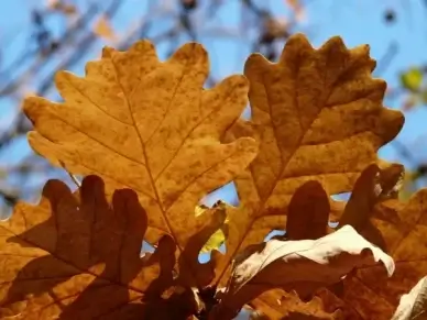 oak leaves oak quercus