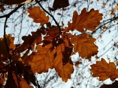 oak leaves oak quercus