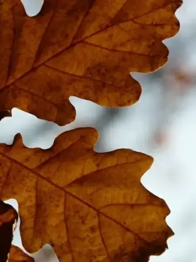 oak leaves oak quercus