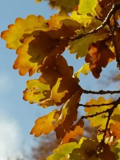 oak leaves oak quercus