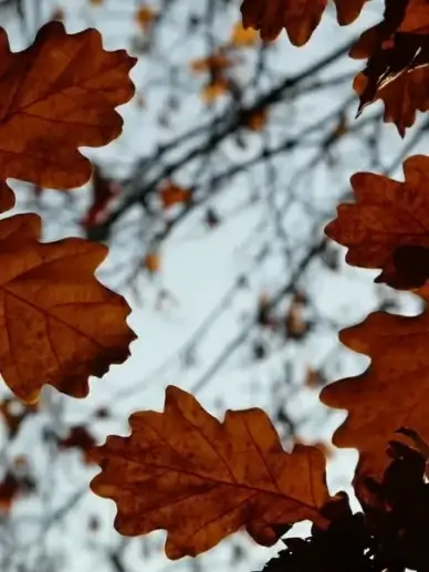 oak leaves oak quercus