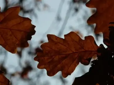oak leaves oak quercus